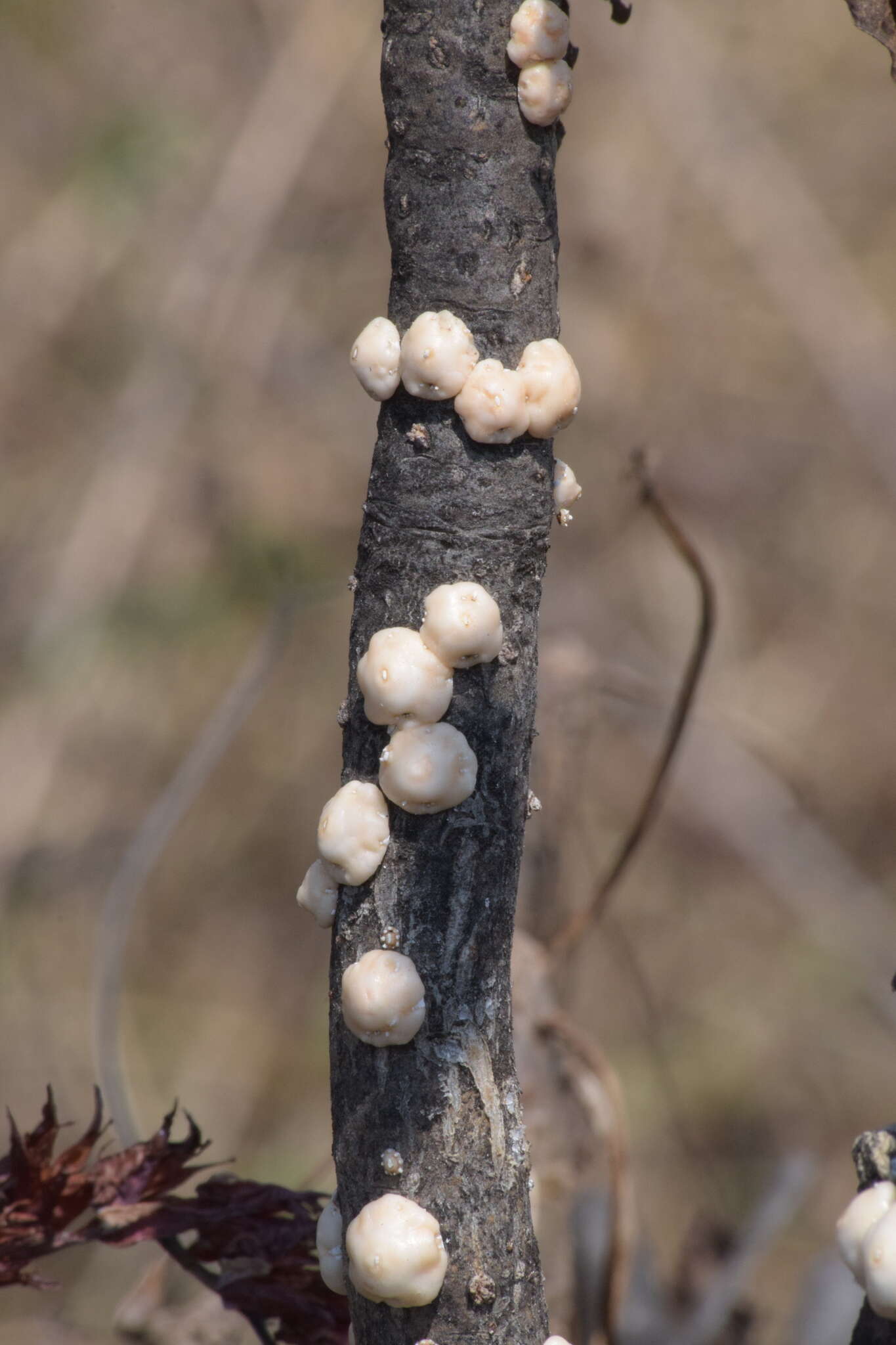 صورة Ceroplastes albolineatus