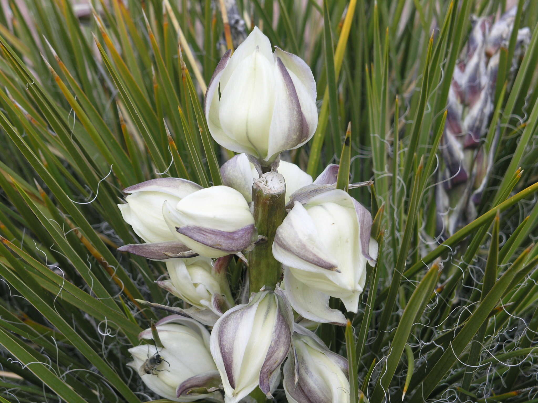 Image of Navajo yucca