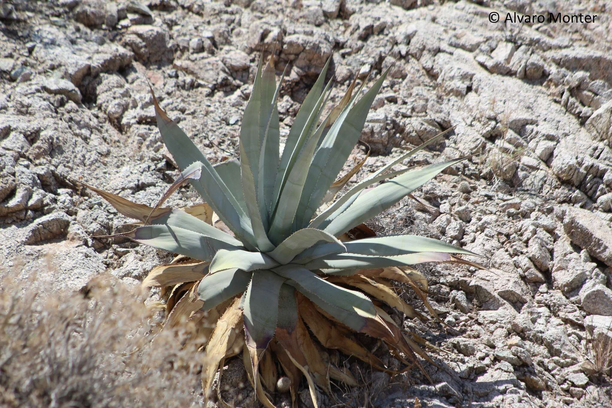 Image of Agave turneri R. H. Webb & Salazar-Ceseña