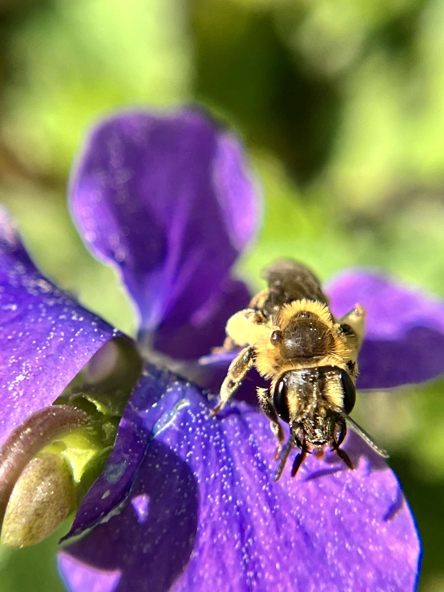 Image of Andrena violae Robertson 1891