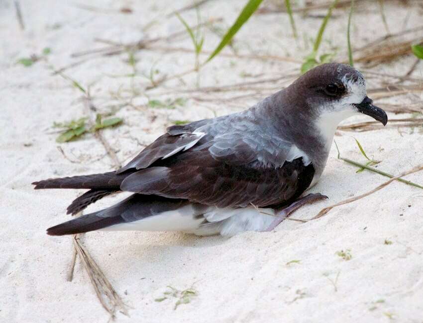 Image of Bonin Petrel