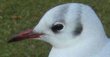 Image of Black-headed Gull