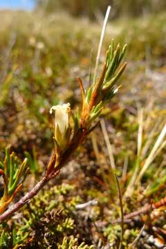 Image of Dracophyllum pronum W. R. B. Oliver