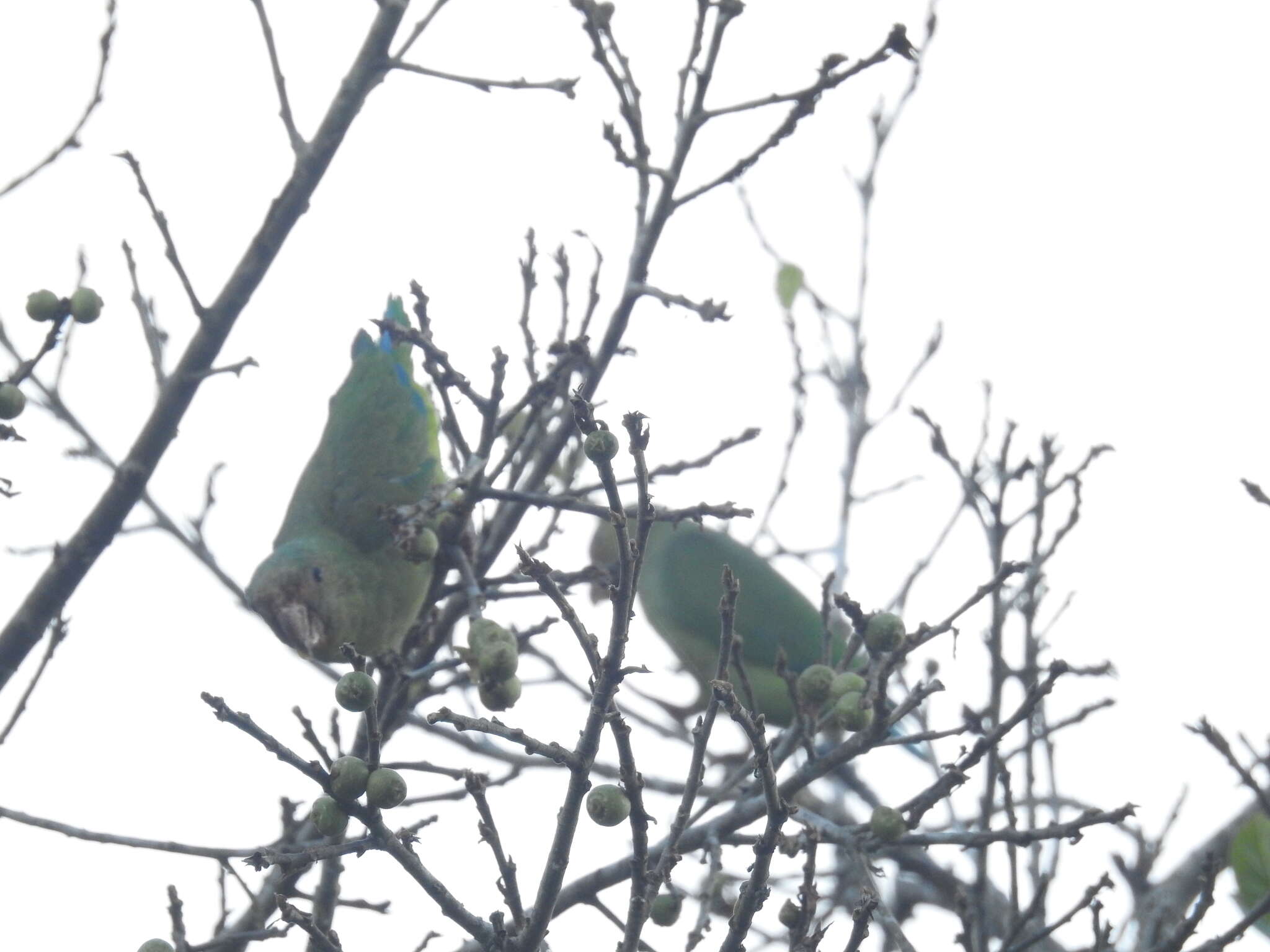 Image of Cobalt-winged Parakeet