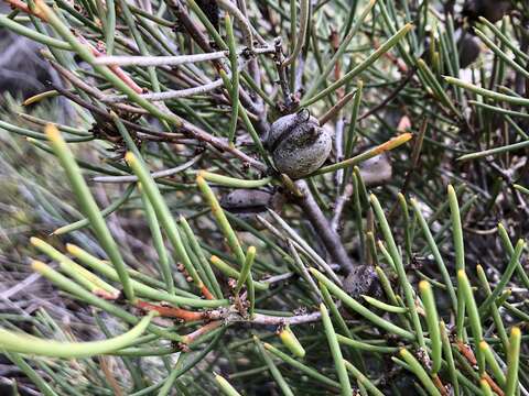 Imagem de Hakea vittata R. Br.