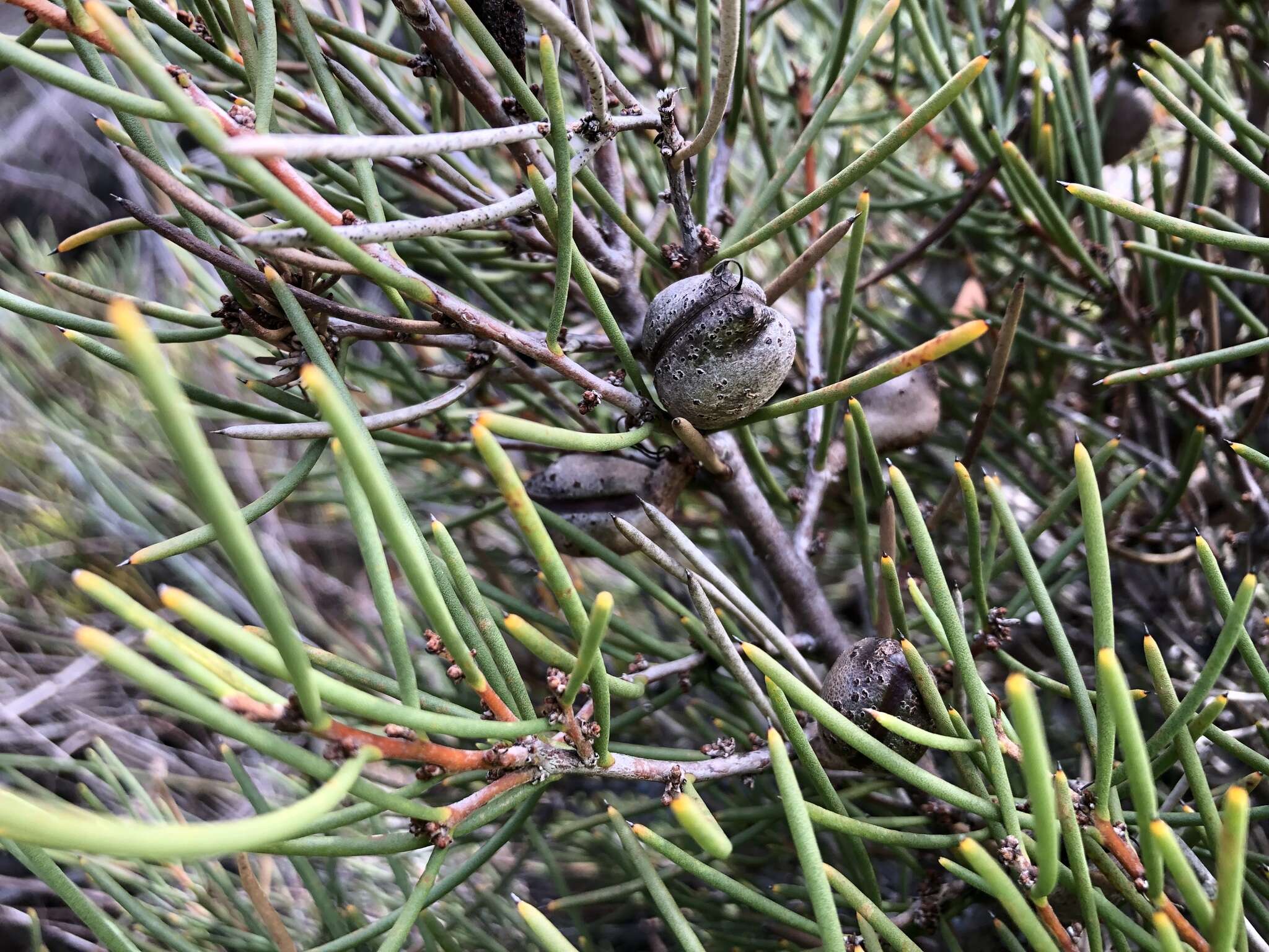 Image of Hakea vittata R. Br.