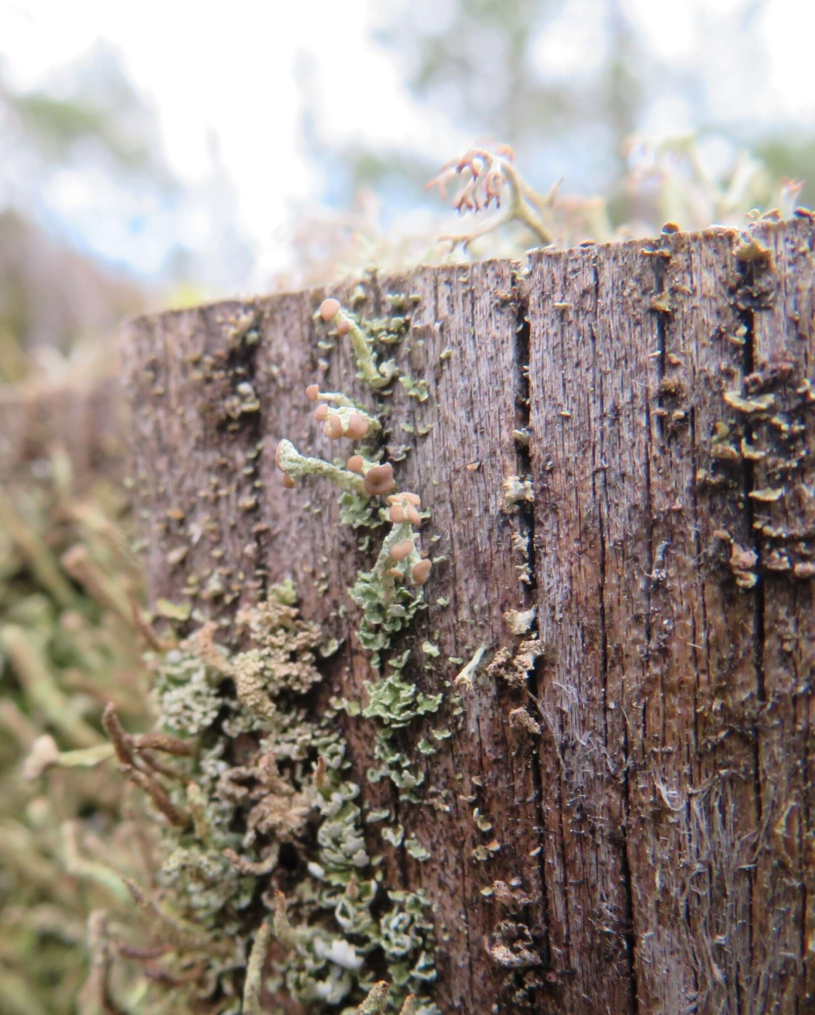 Image of cup lichen