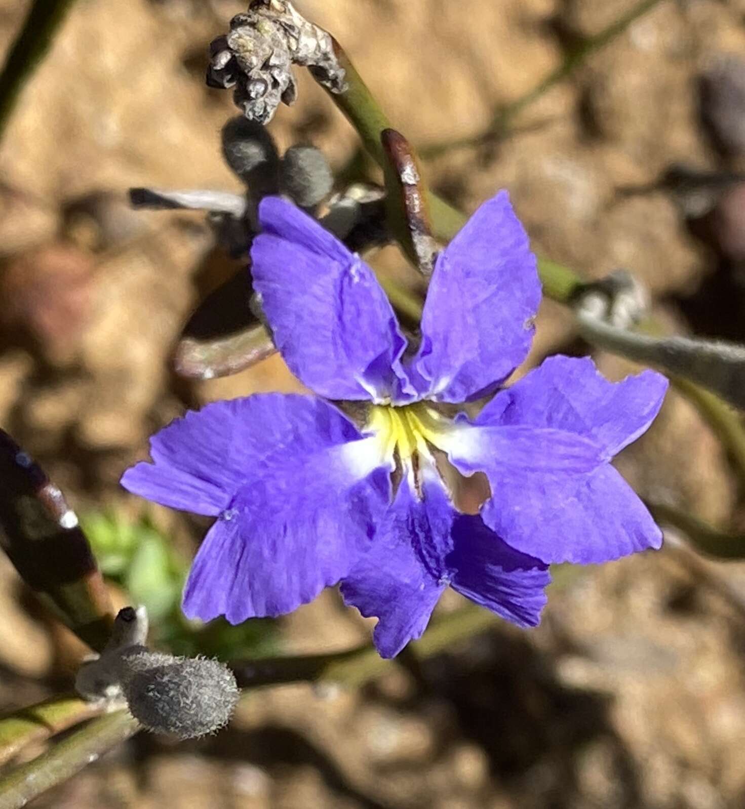 Image of Dampiera angulata M. T. M. Rajput & R. C. Carolin