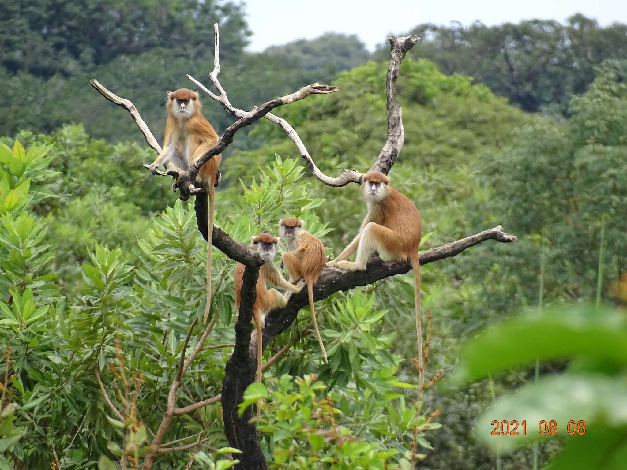 Image of Patas Monkey