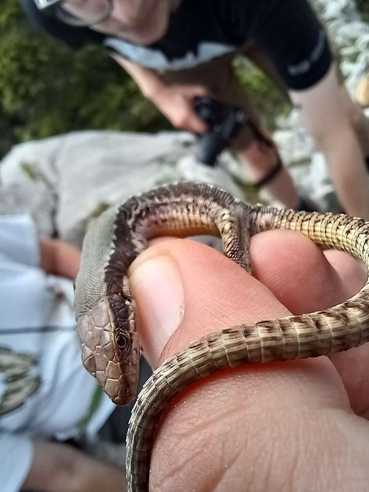 Image of Horvath's rock lizard