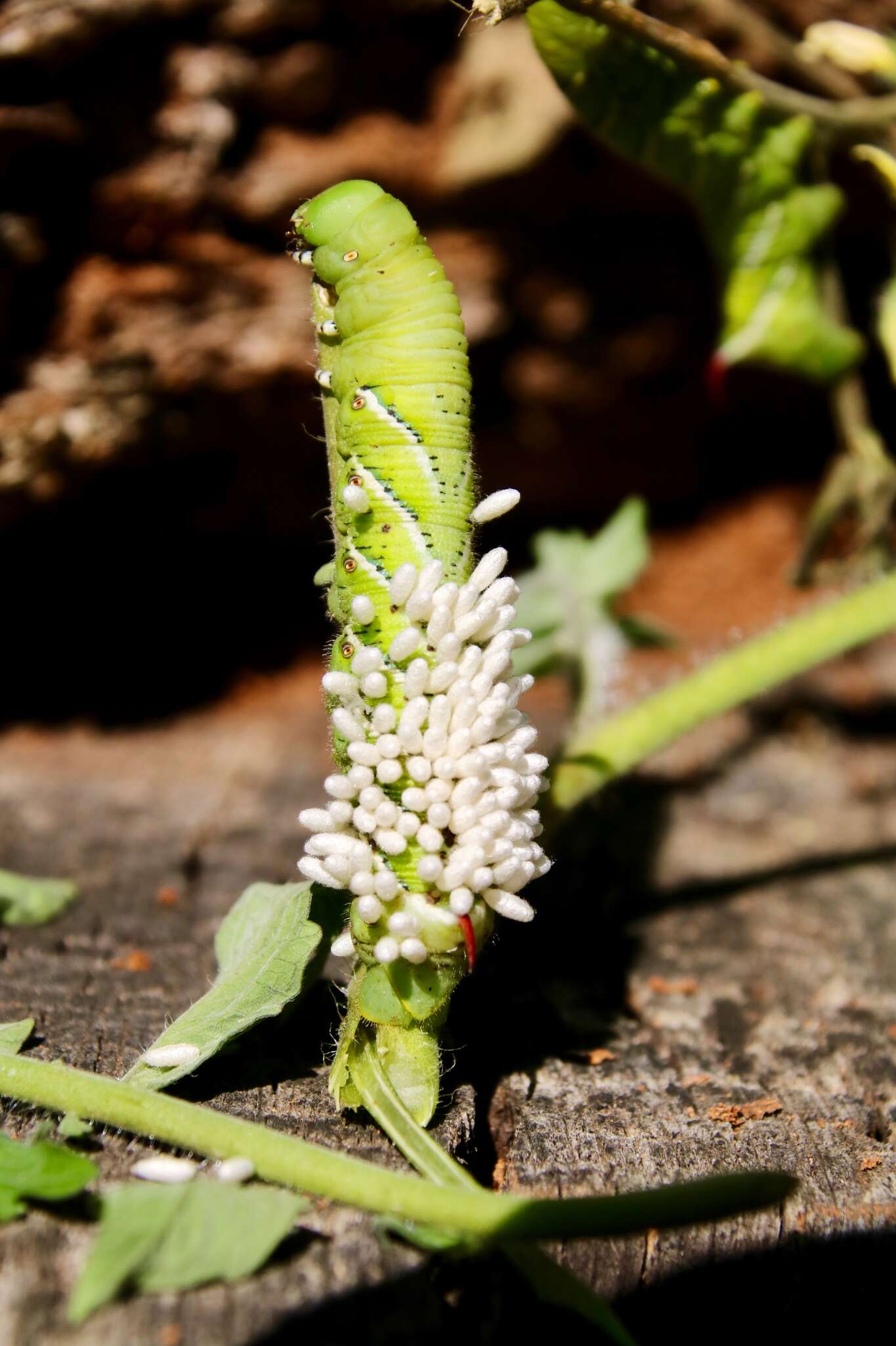 Image of Cotesia congregata (Say 1836)