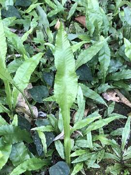 Image of Leptochilus wrightii (Hook.) X. C. Zhang