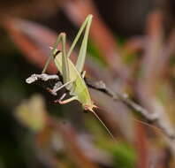 Imagem de Symmachis lateipennis Brunner von Wattenwyl 1878