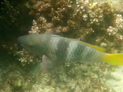 Image of Rusty Parrotfish