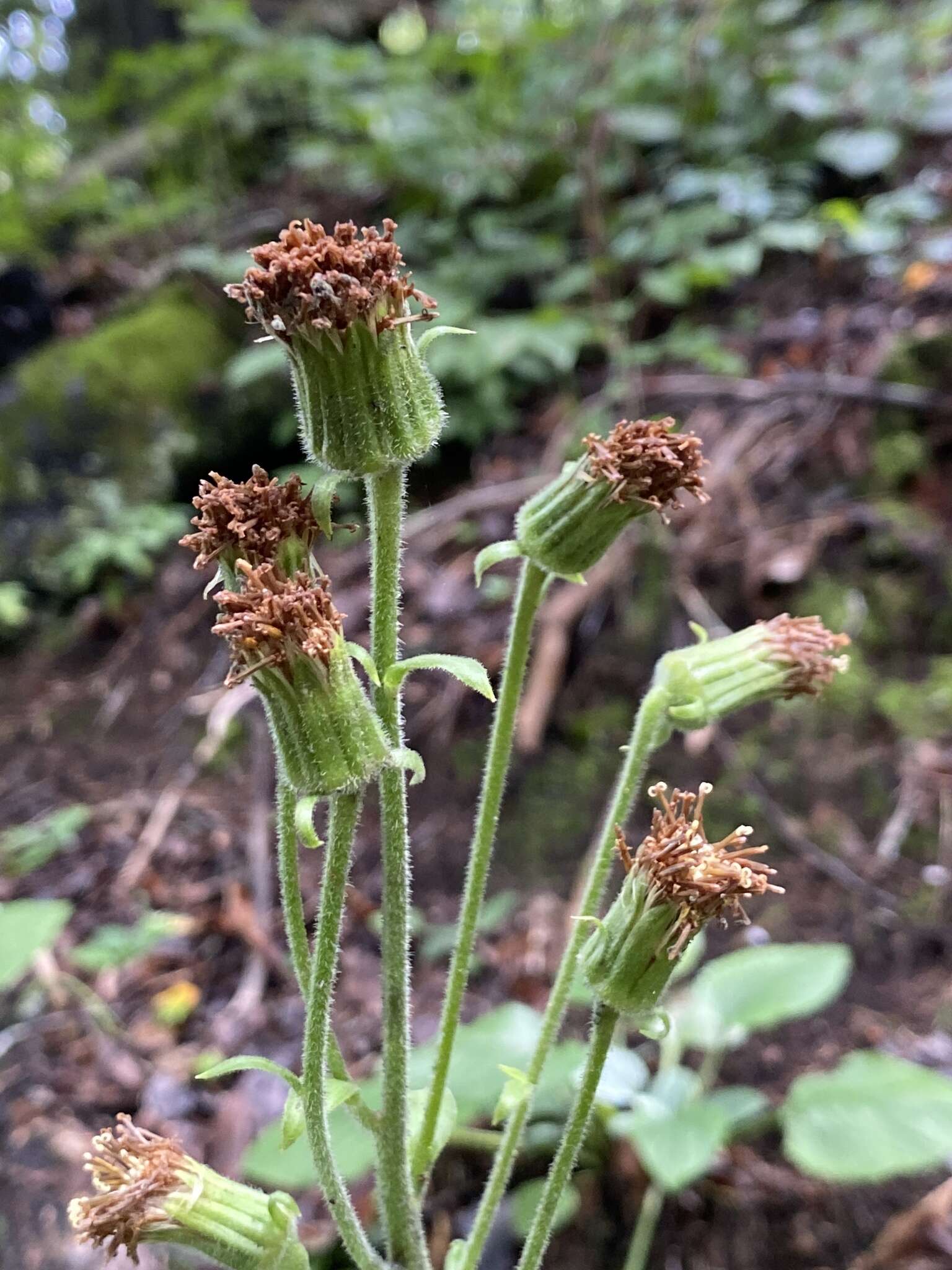 Image of Rugel's Indianplantain