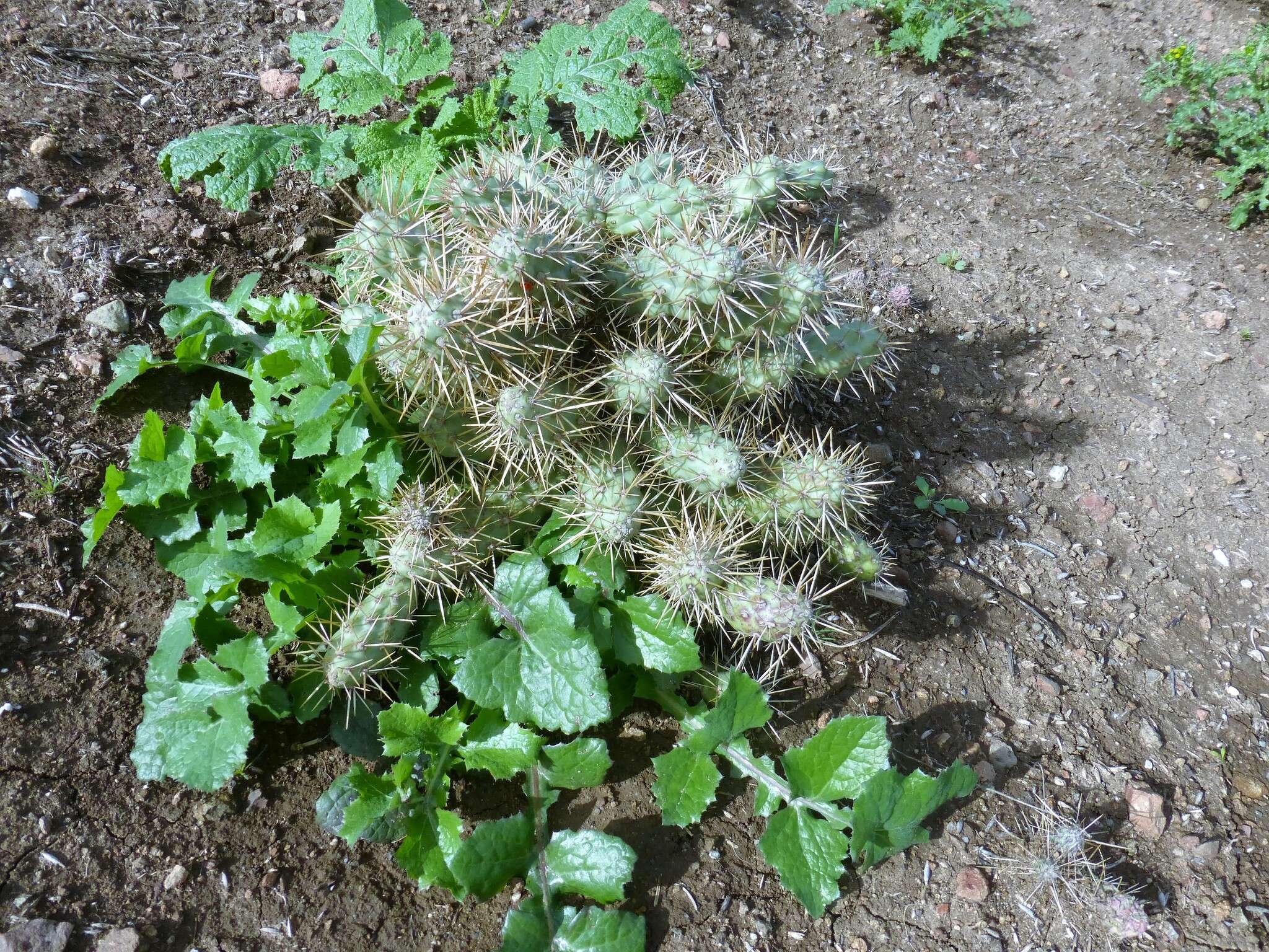 Image of coastal cholla