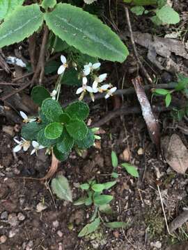 Image of Olearia myrsinoides (Labill.) F. Müll.