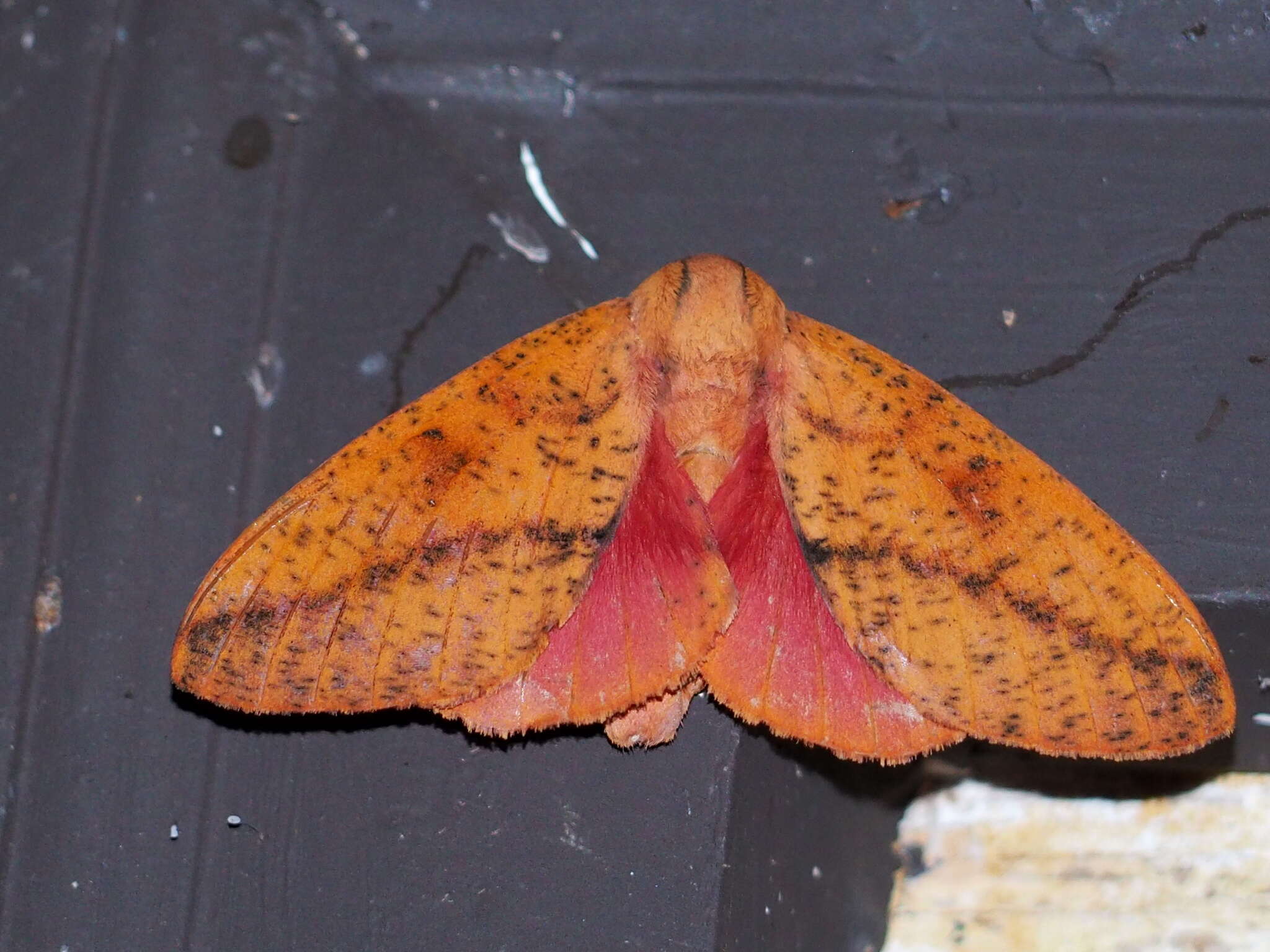 Image of Syssphinx bicolor (Harris 1841)