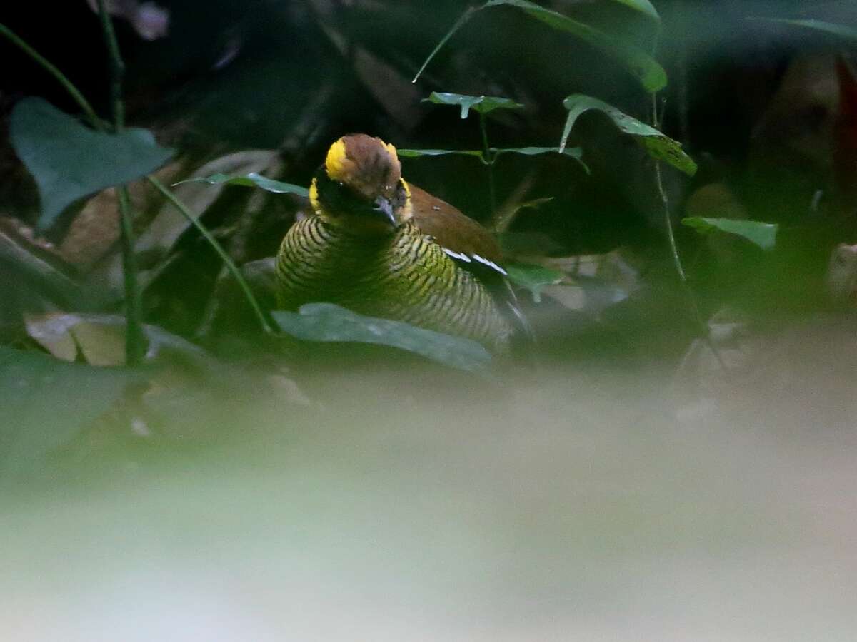 Hydrornis schwaneri (Bonaparte 1850)的圖片