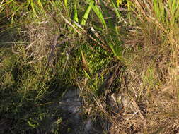 Image of Centella glabrata L.