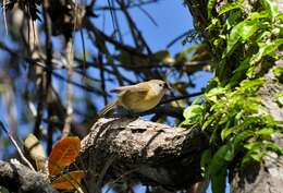 Sivun Puertoriconvireo kuva