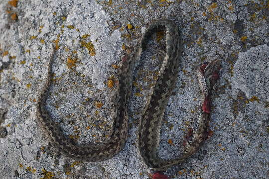 Image of Vipera berus berus (Linnaeus 1758)