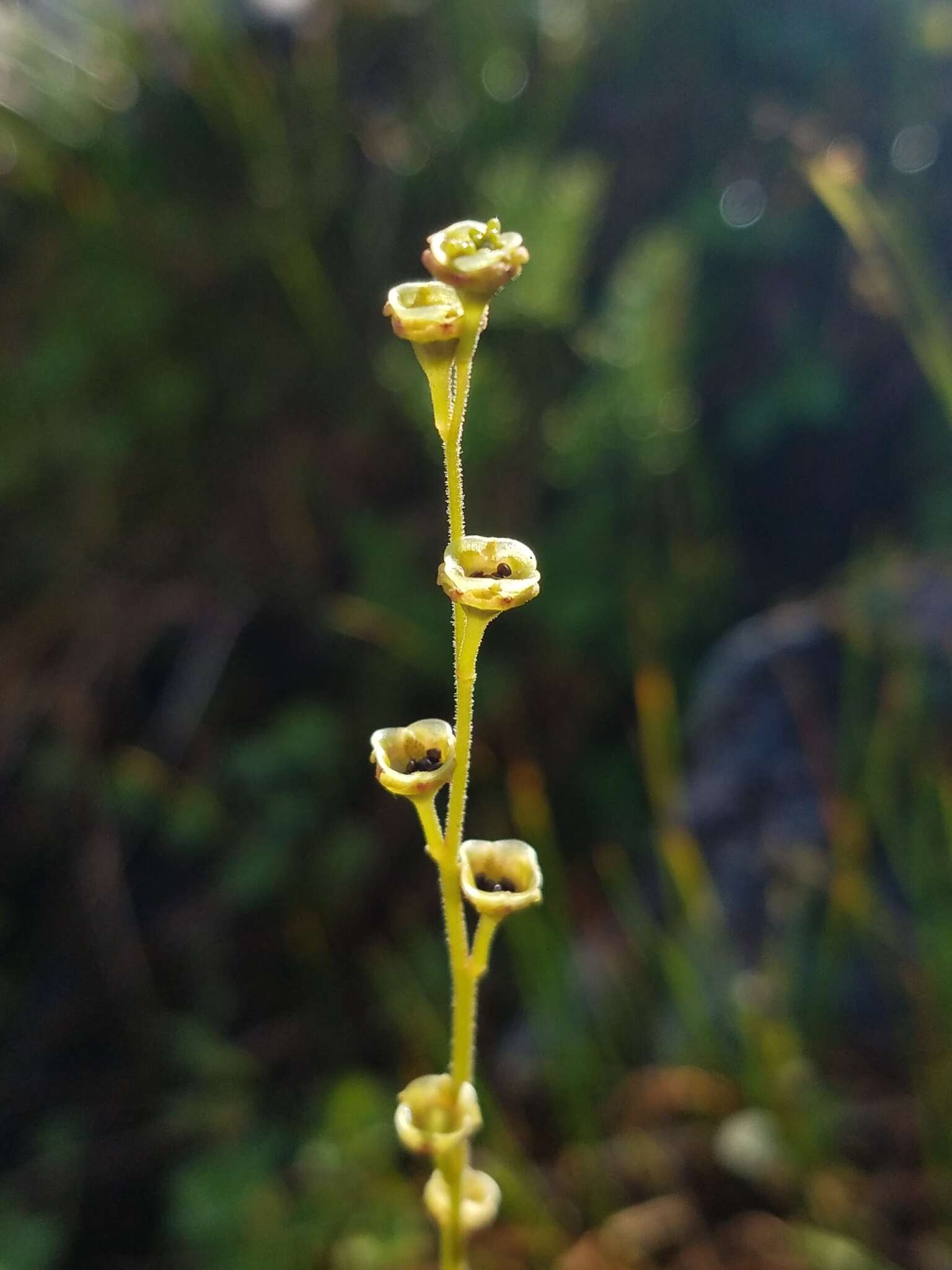 Image of fivestamen miterwort