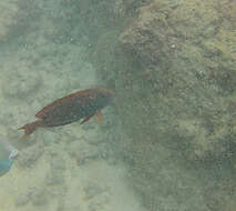 Image of Blackspot Surgeonfish