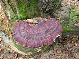 Image of Ganoderma valesiacum Boud. 1895