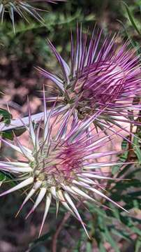 Sivun Ptilostemon hispanicus (Lam.) W. Greuter kuva