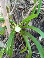 Image de Angraecum praestans Schltr.