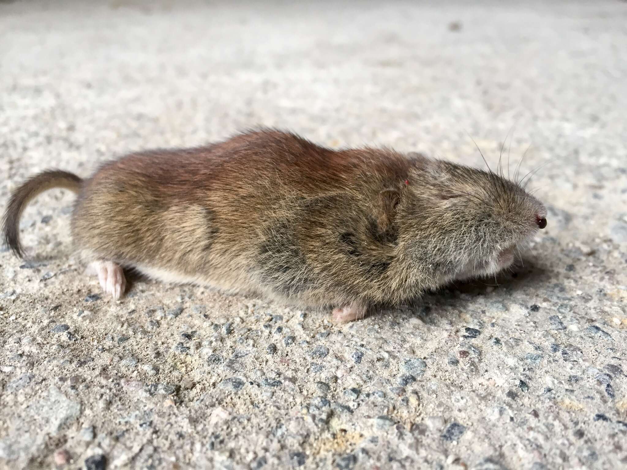 Image of Revillagigedo Island Red-backed Vole