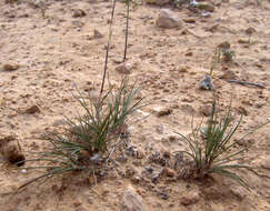 Image of Poa sinaica Steud.