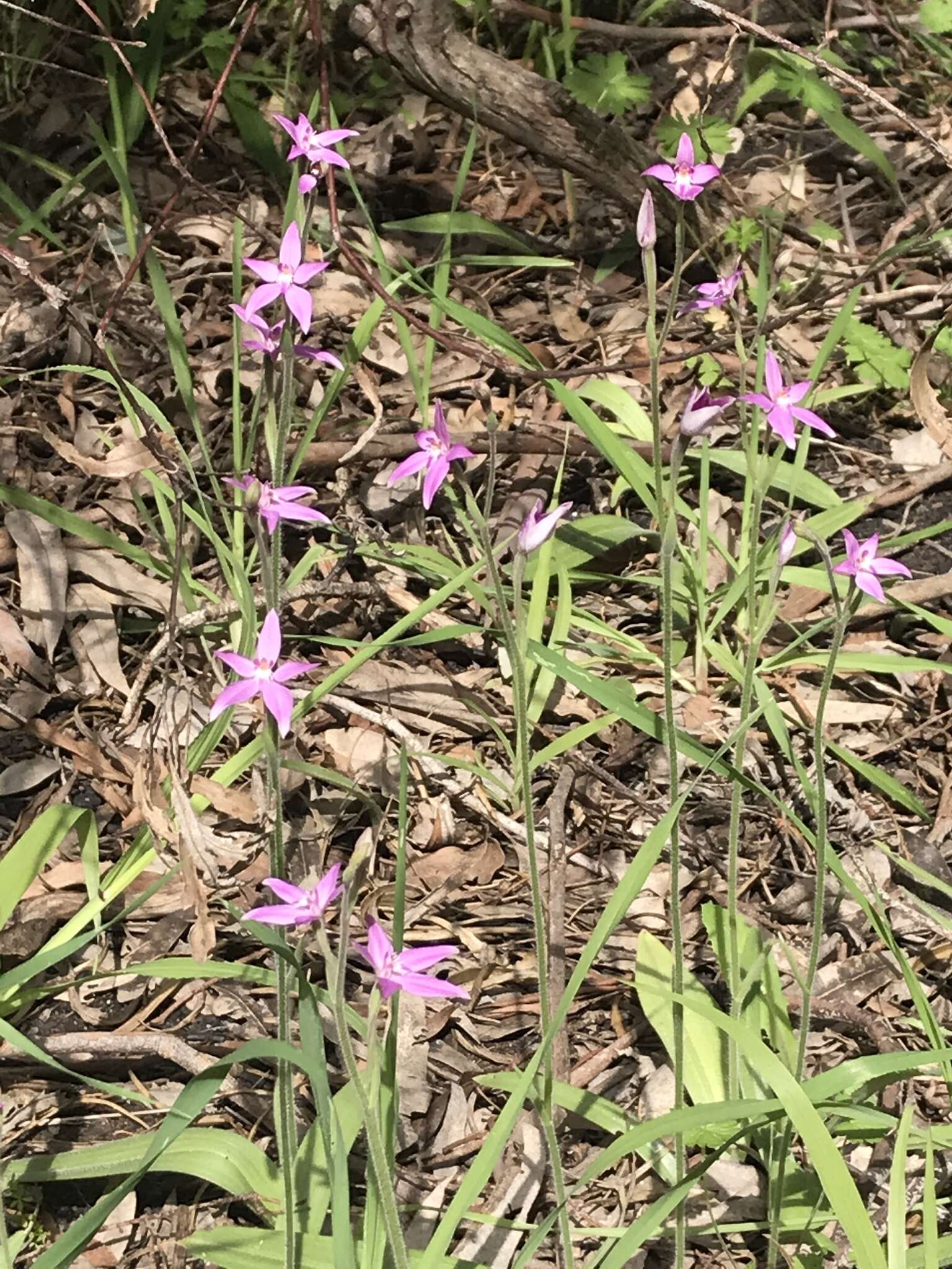 Image of Pink fairy orchid