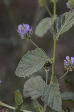 Image de Cullen corylifolium (L.) Medik.