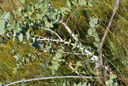 Image of Eucalyptus sturgissiana L. A. S. Johnson & Blaxell