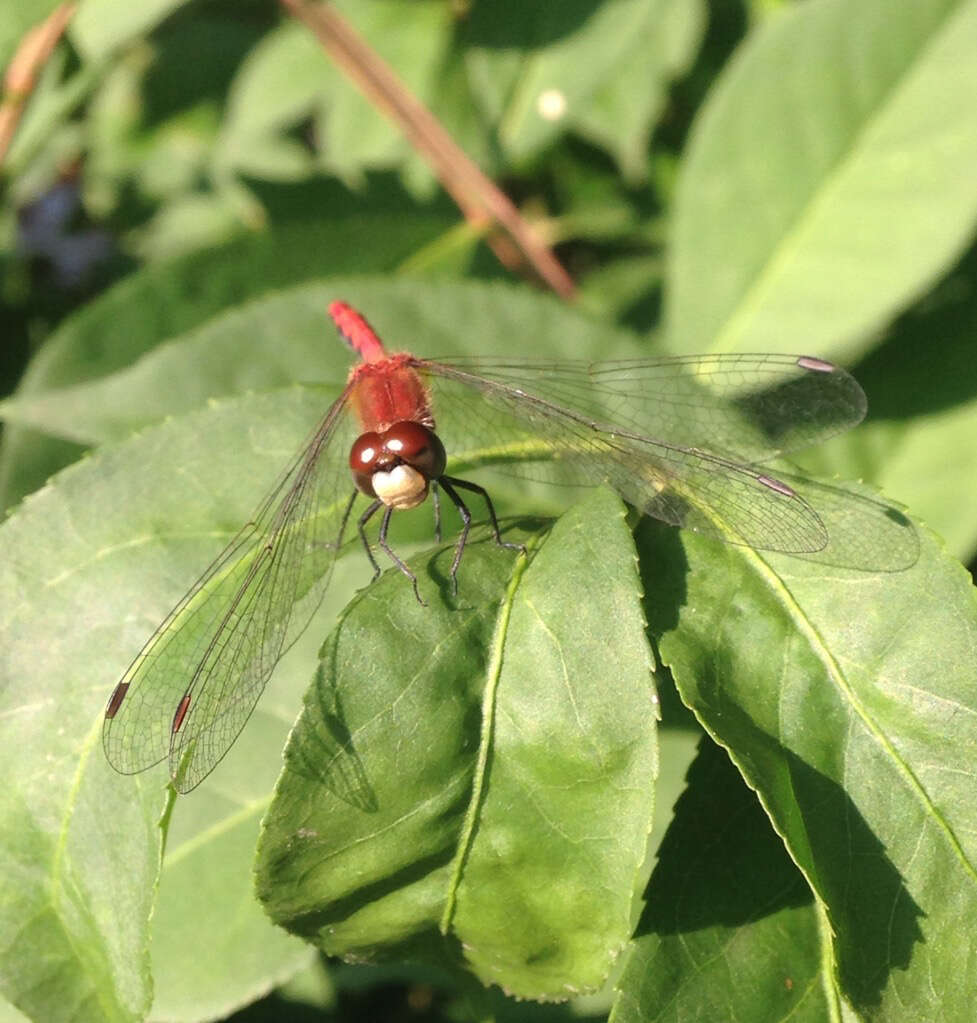 Plancia ëd Sympetrum obtrusum (Hagen 1867)