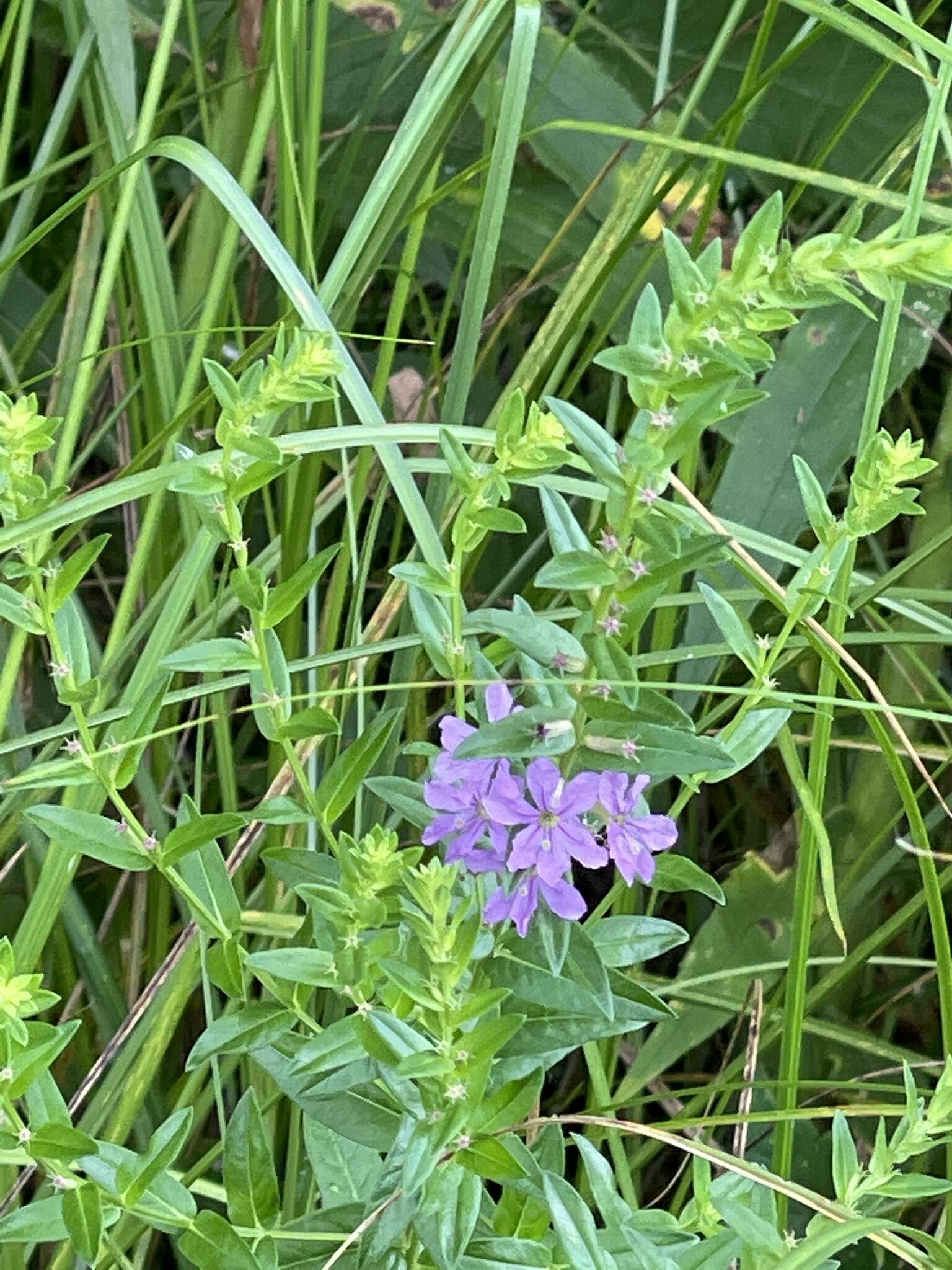 Image of winged lythrum