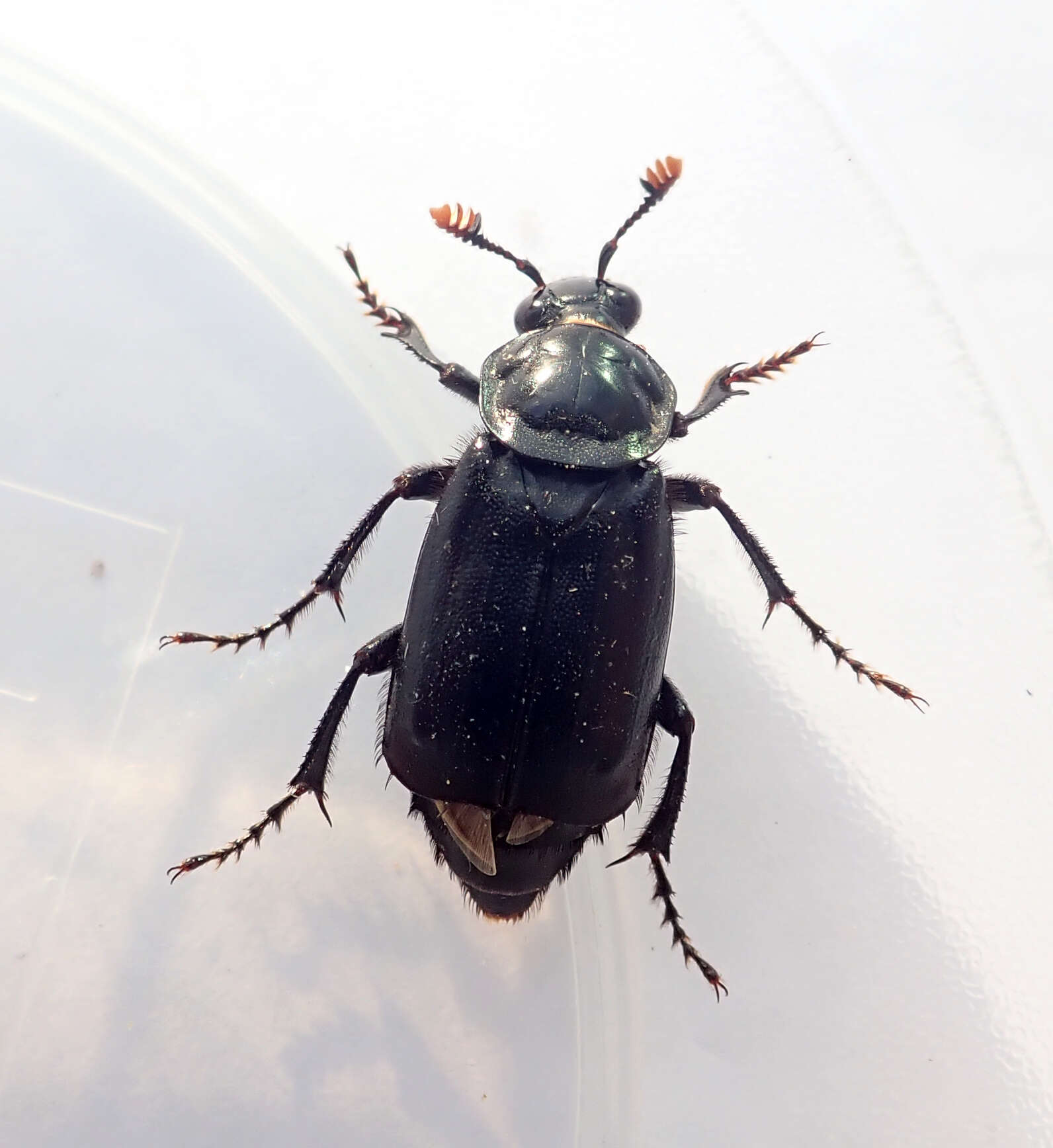 Image of Nicrophorus (Nicrophorus) humator (Gleditsch 1767)