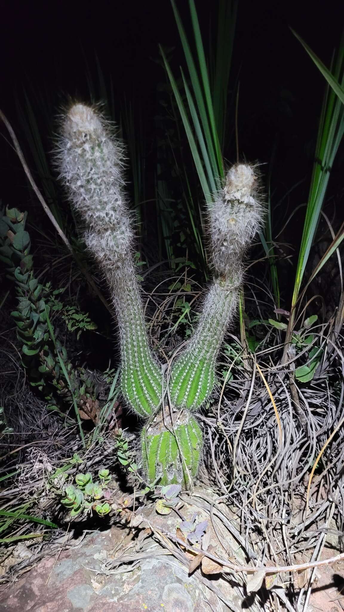 Stephanocereus luetzelburgii (Vaupel) N. P. Taylor & Eggli的圖片