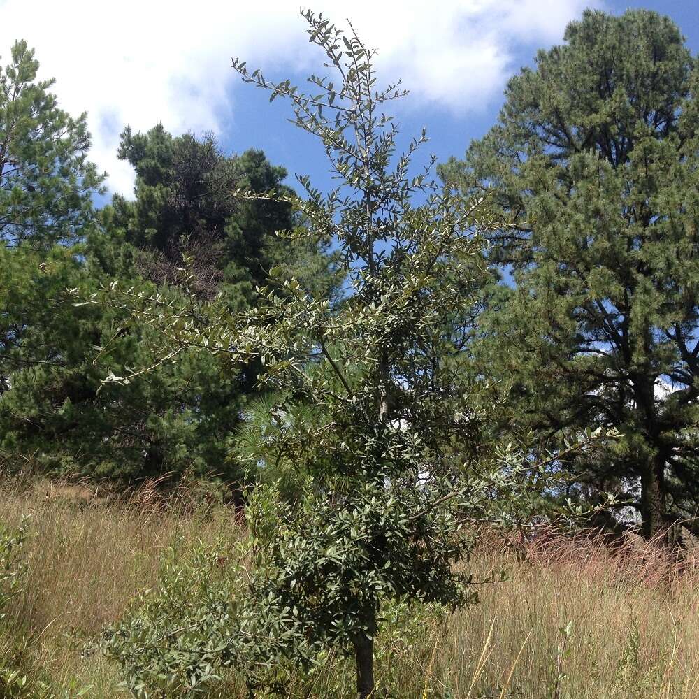 Image of Quercus crassipes Bonpl.