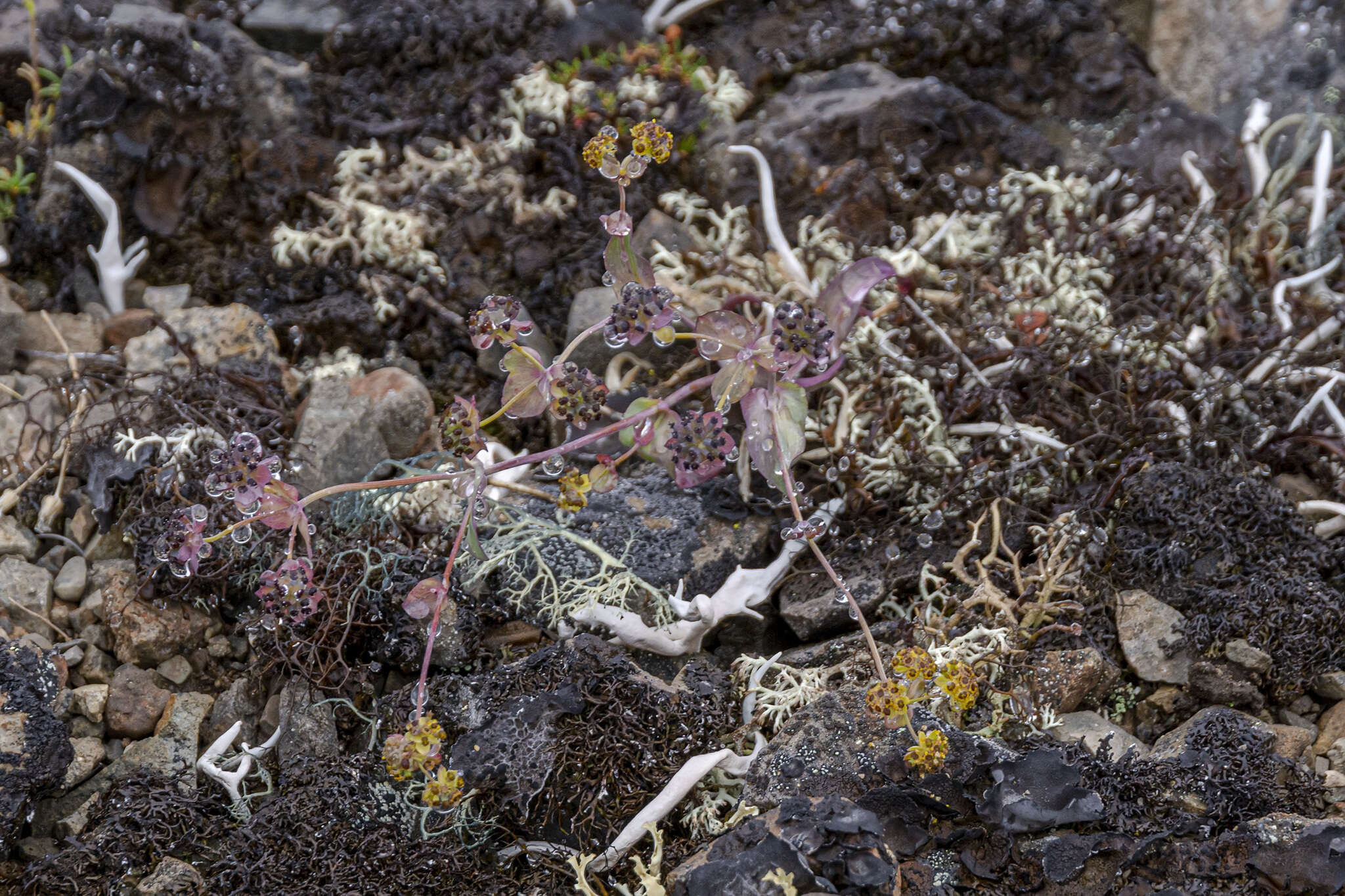 Image of Bupleurum triradiatum Adams ex Hoffm.