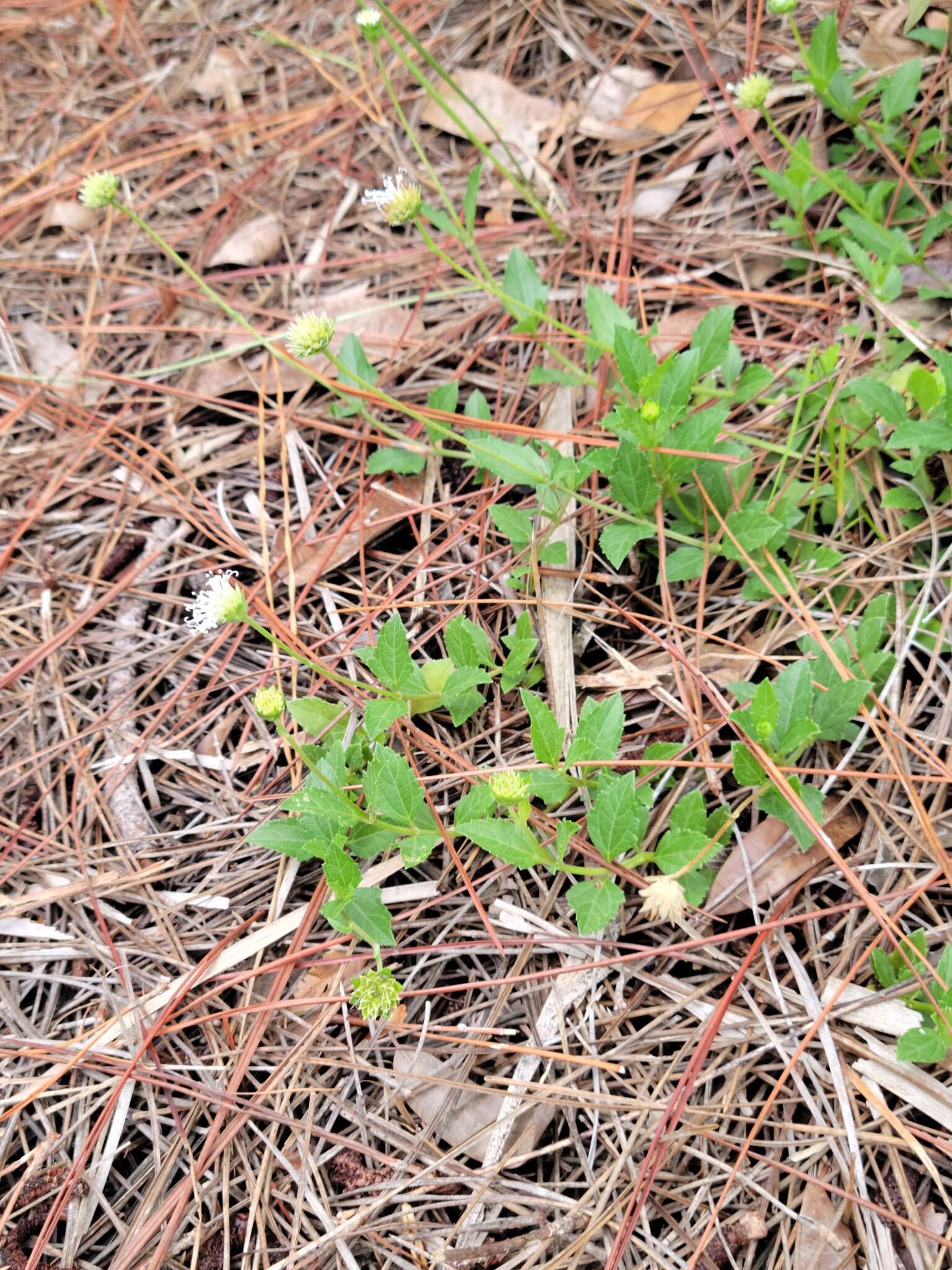 Image of small-leaf squarestem