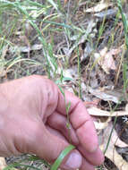 Image of perennial ryegrass