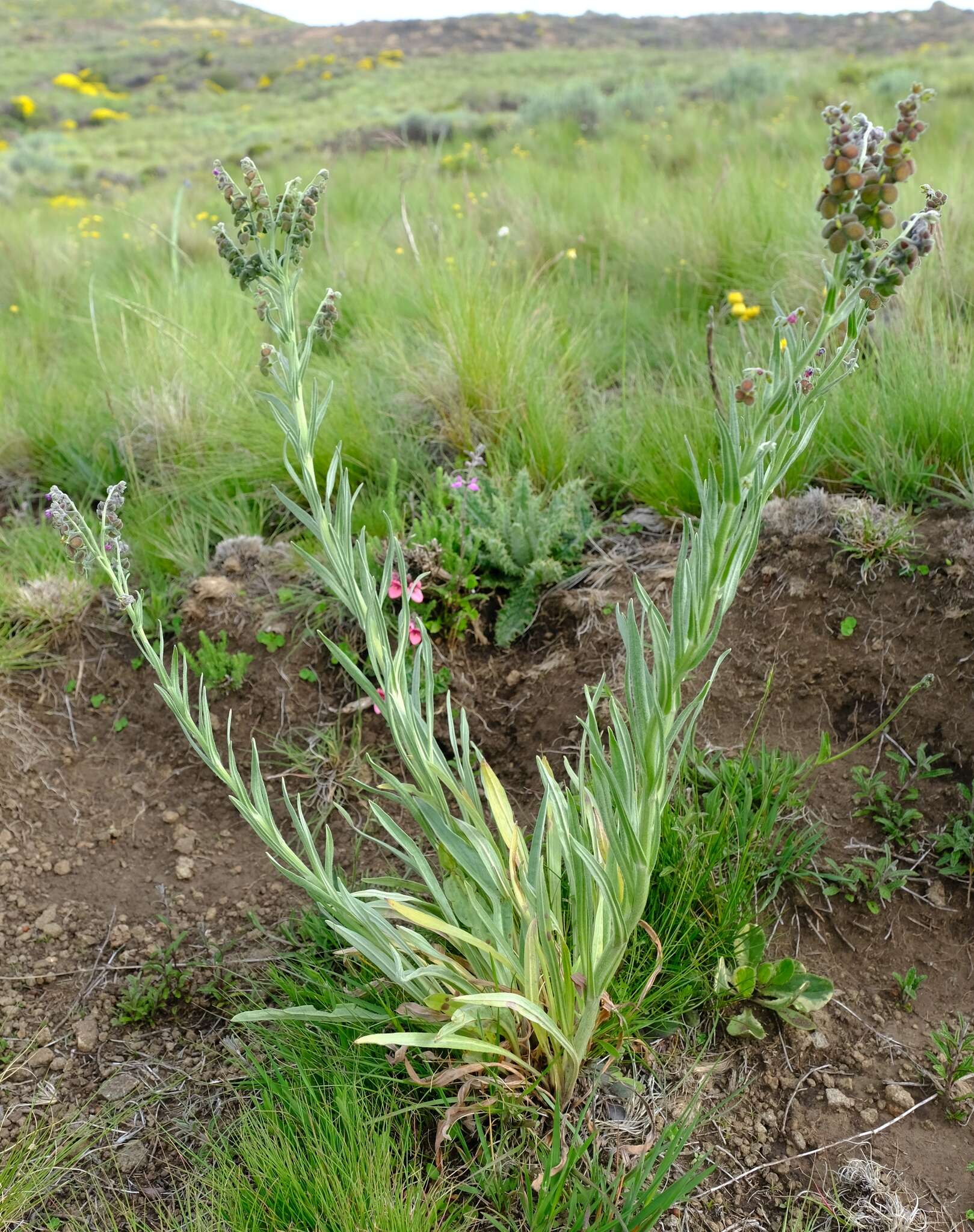 Слика од Cynoglossum alticola O. M. Hilliard & B. L. Burtt