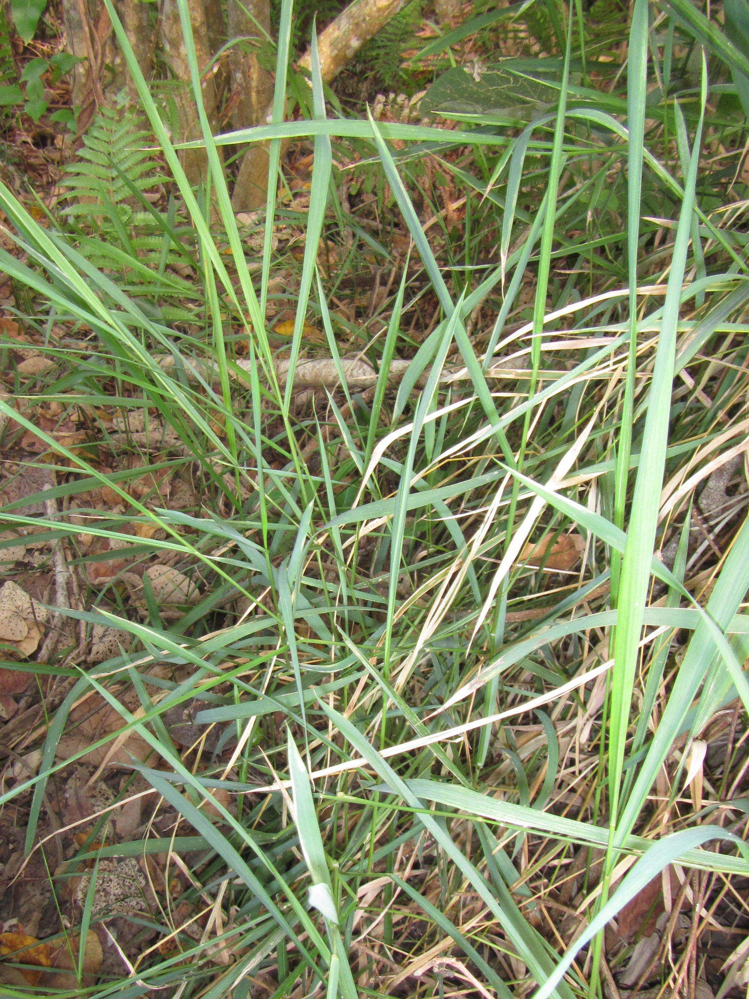 Image of southern cutgrass