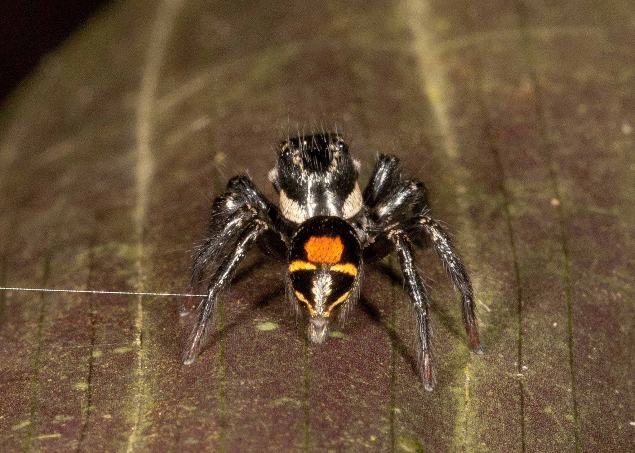 Image of Corythalia opima (Peckham & Peckham 1885)