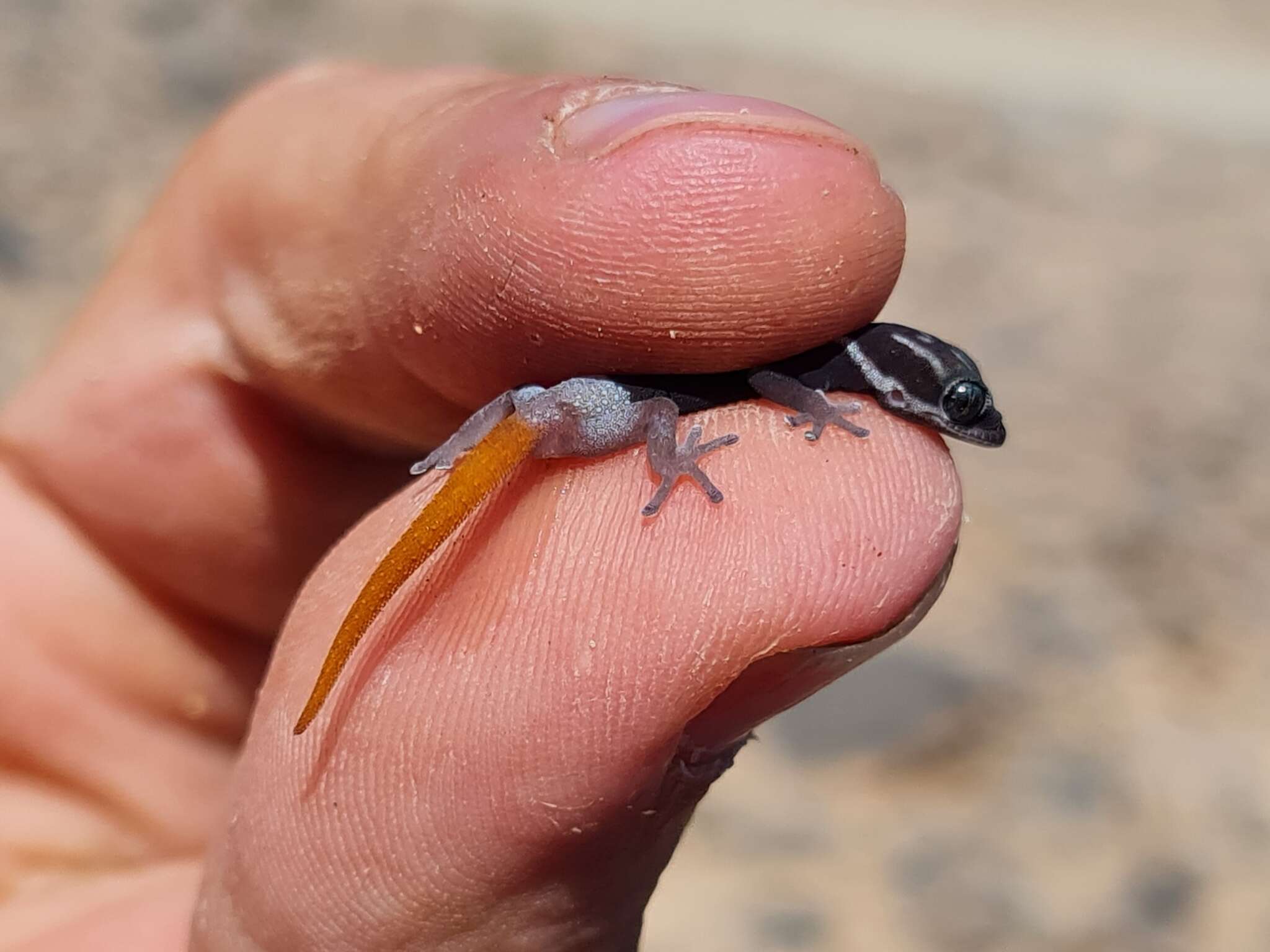 Image of Richtersveld Gecko