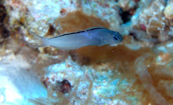 Image of Bicolor fangblenny