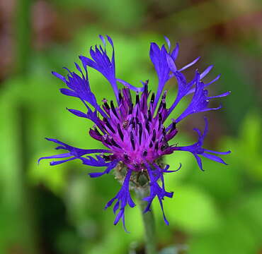 Image de Centaurea napulifera Rochel